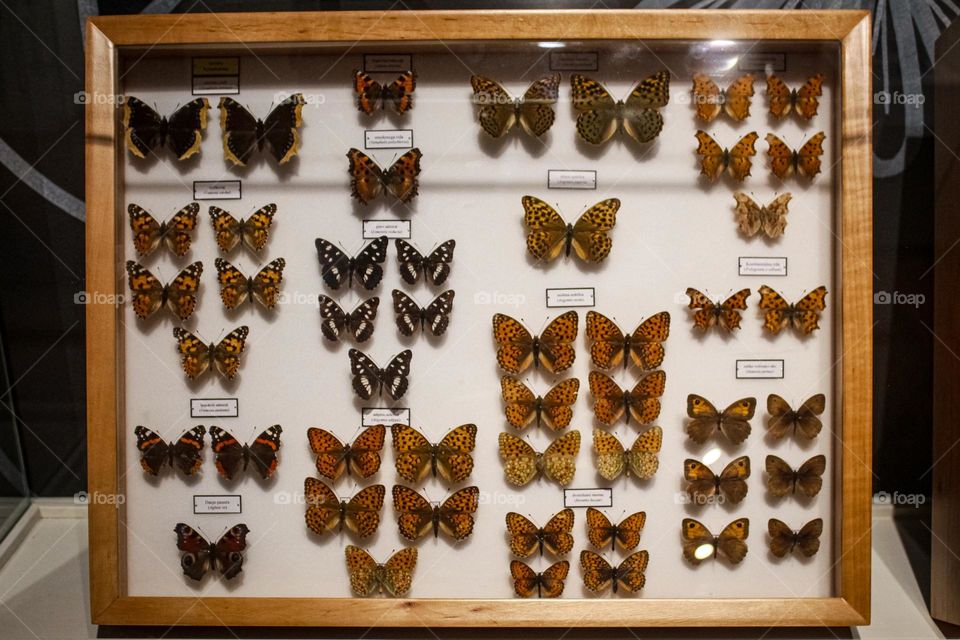 Butterfly collection - Dubrovnik, Natural History Museum