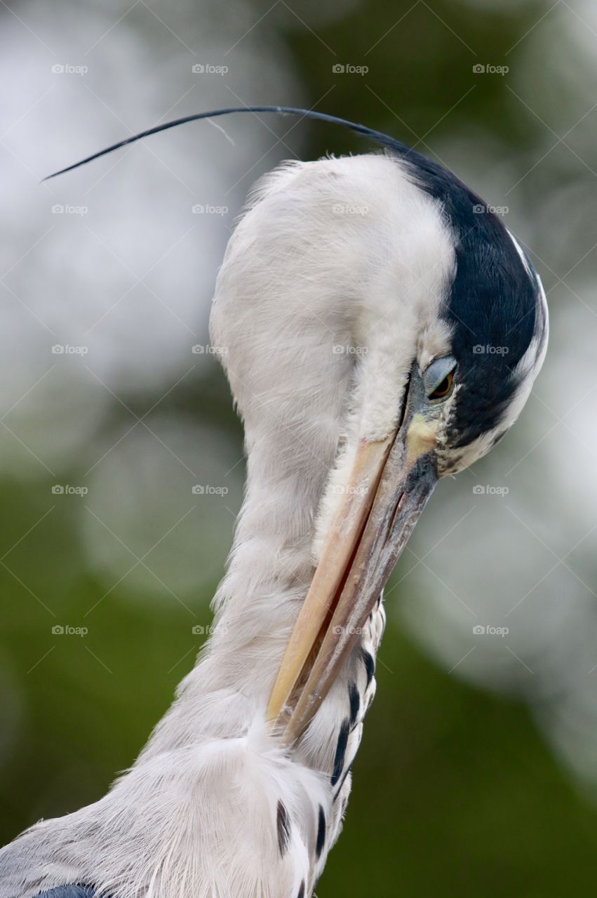 gray heron plucking the feathers