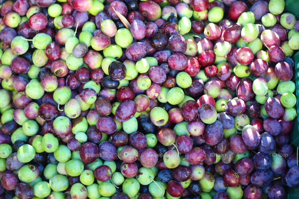 Close up of freshly harvested olives ready for processing into olive oil