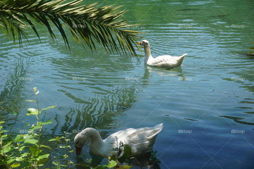 Ducks#birds#animals#nature#wild#lake#waterpalm