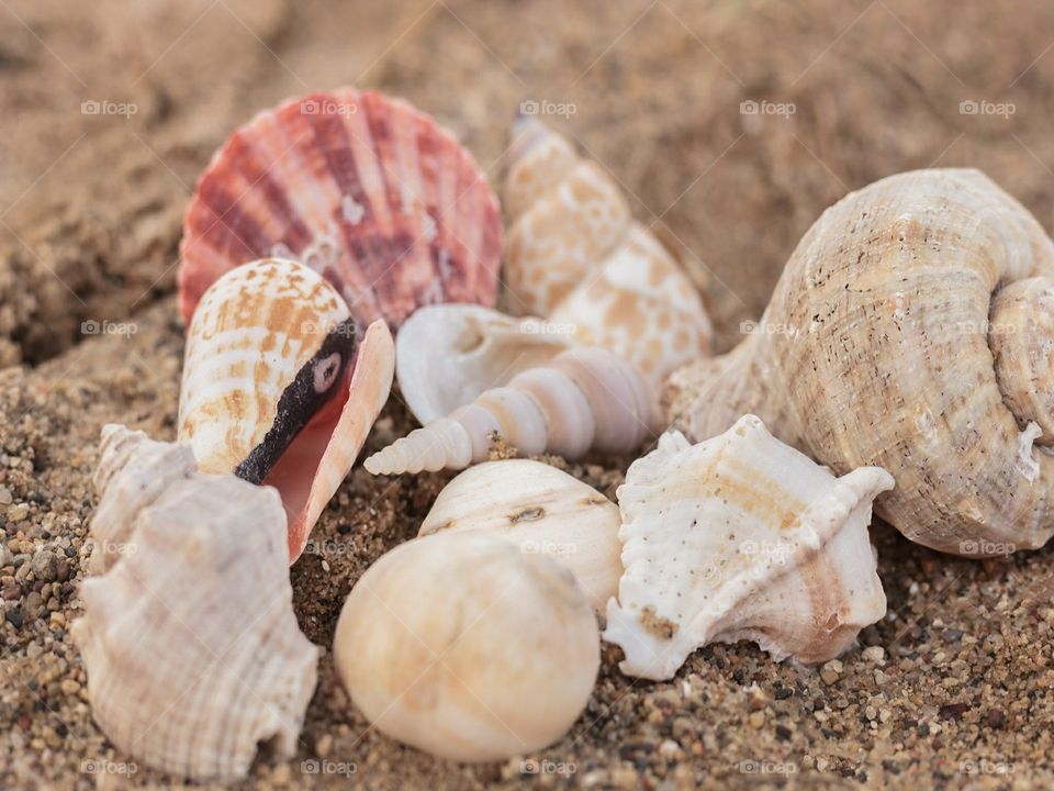 seashells