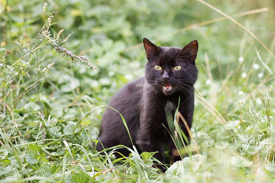 Cat in the forest 