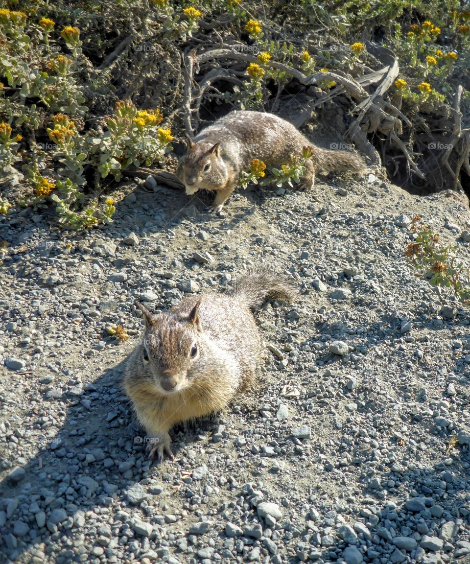 Chubby squirrels, California