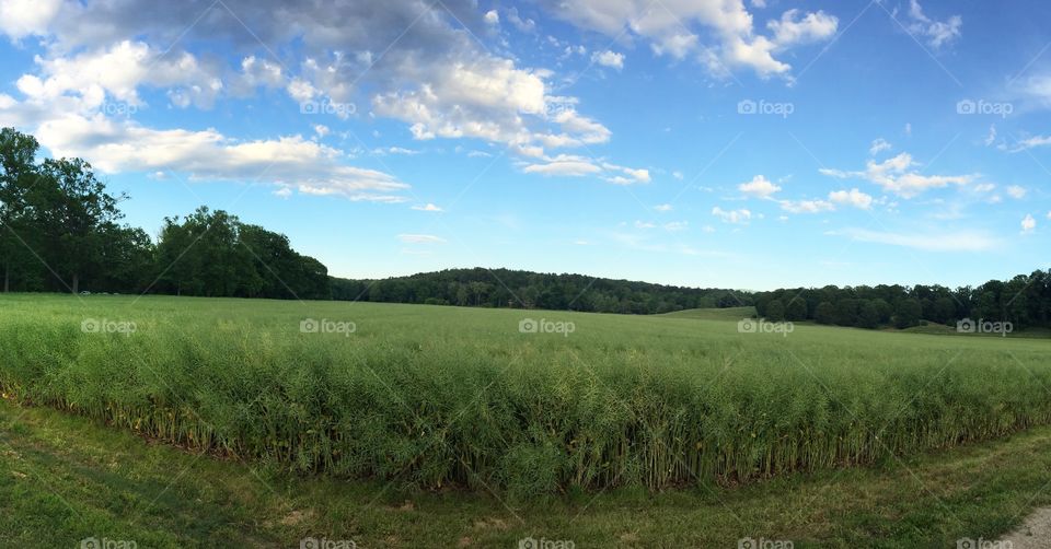 Panorama of a Field of Canola in the Spring