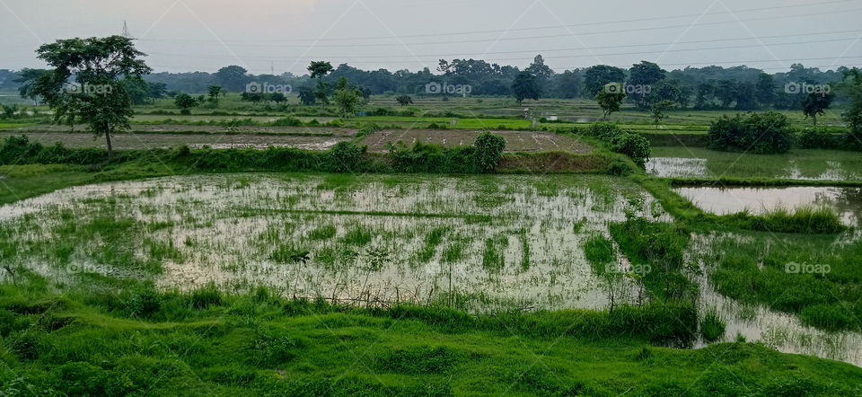 water filled crop field