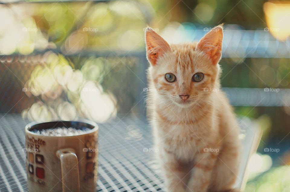 Kitten resting on the outdoor table.