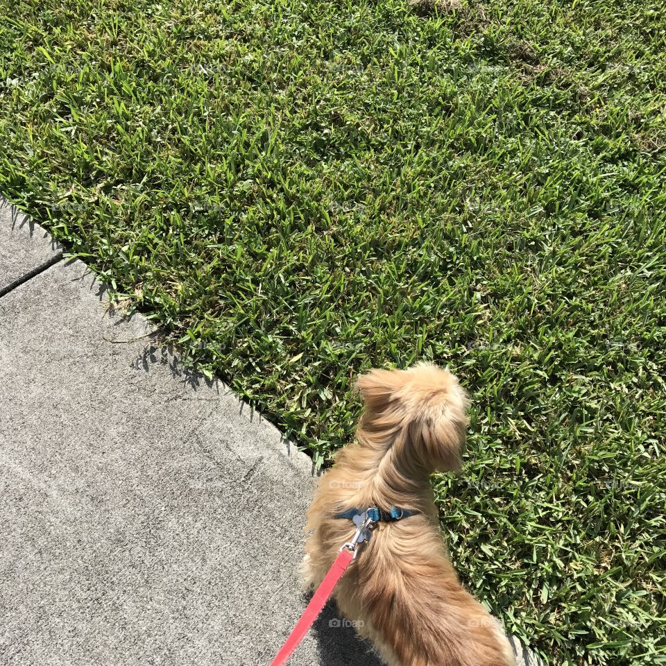 Dog walks 
