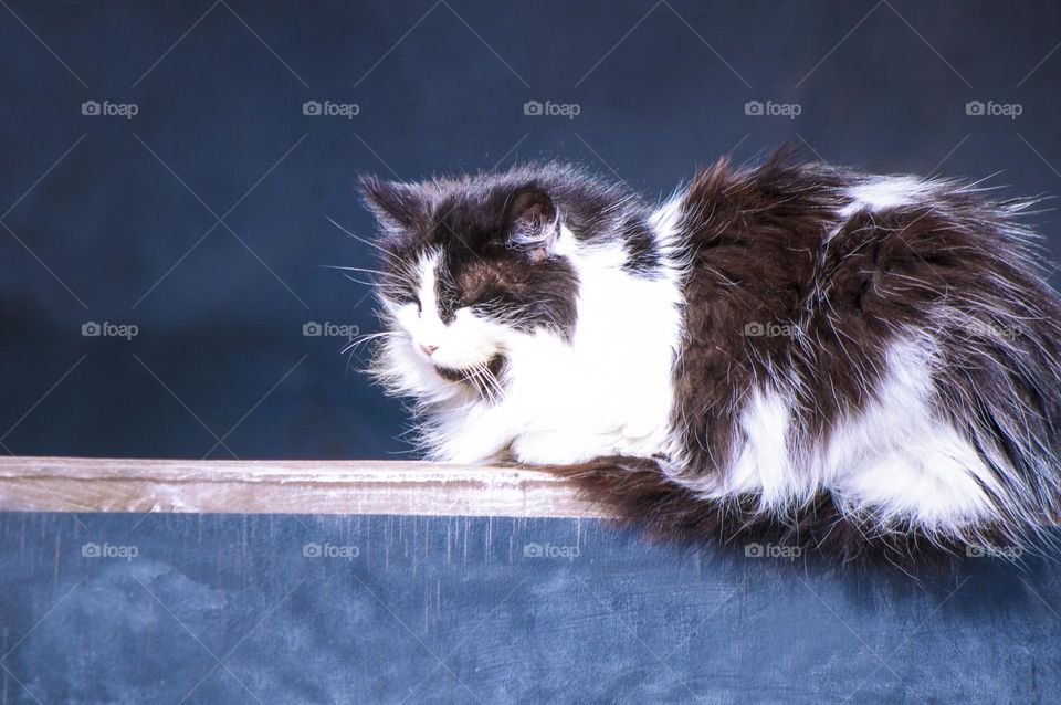 big fluffy cat sitting on the fence