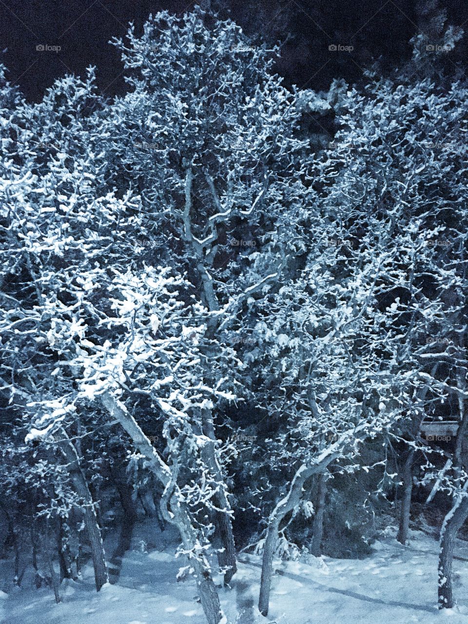 Snowy trees