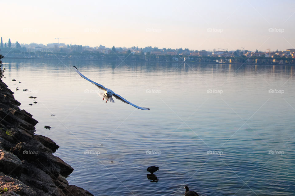 Landscape view of a bird flying at winter and foggy weather.
