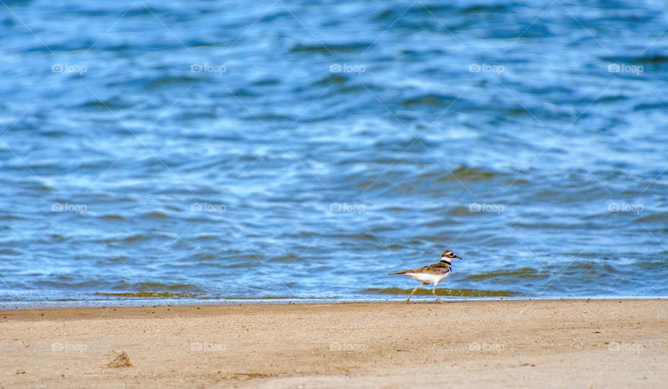 Took this picture at a lake in Texas. Based on some quick research I made, this appears to be a bird by the name of Killdeer. Was running through the beach when I got this shot.