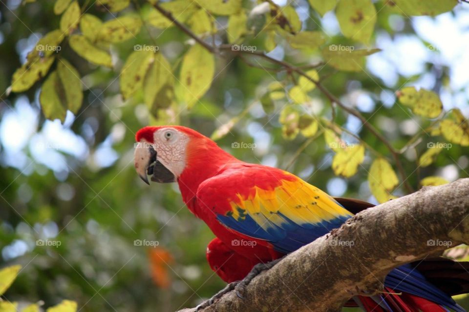 Beautiful colorful macaw