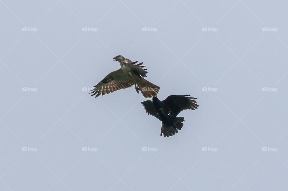 Crow chasing a buzzard in flight