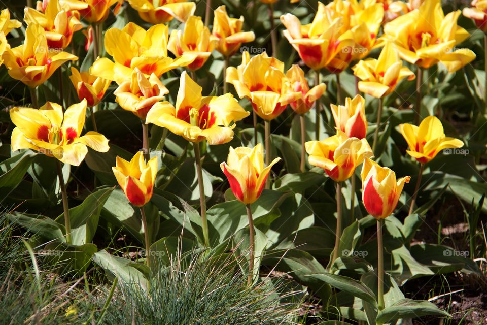 Yellow tulips . Yellow tulips 