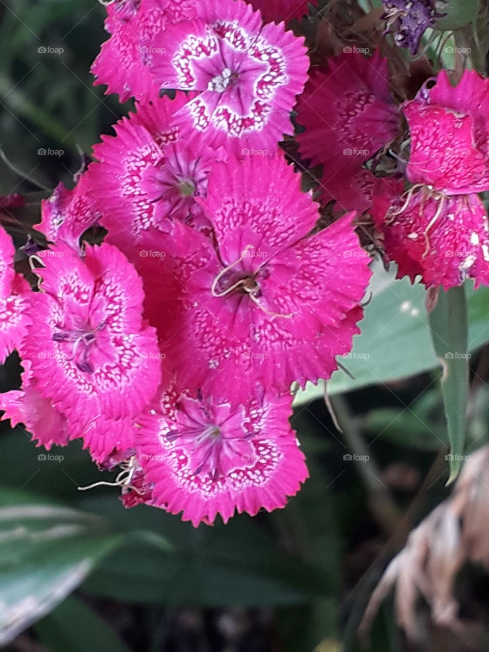 pink bearded carnation