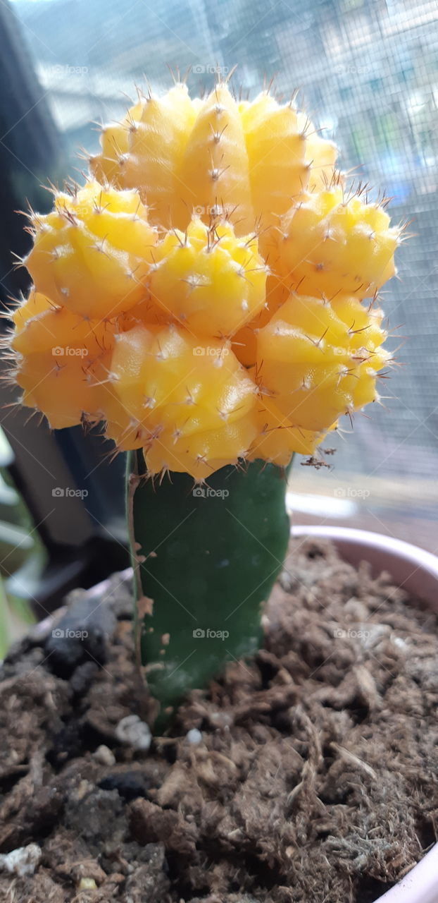 cactus fun