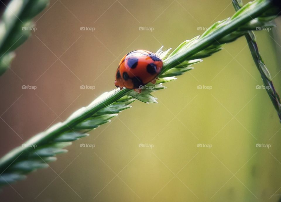 lady bugs