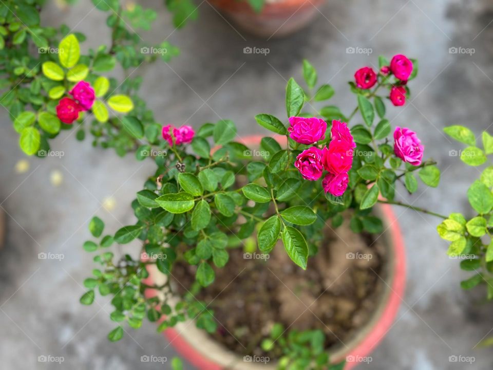 Little roses plant