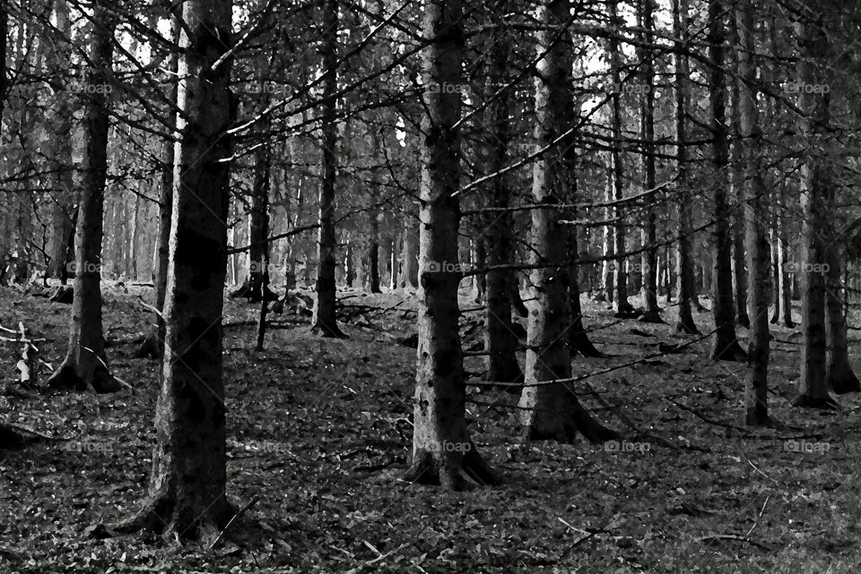 Silent Woods in Monochrome