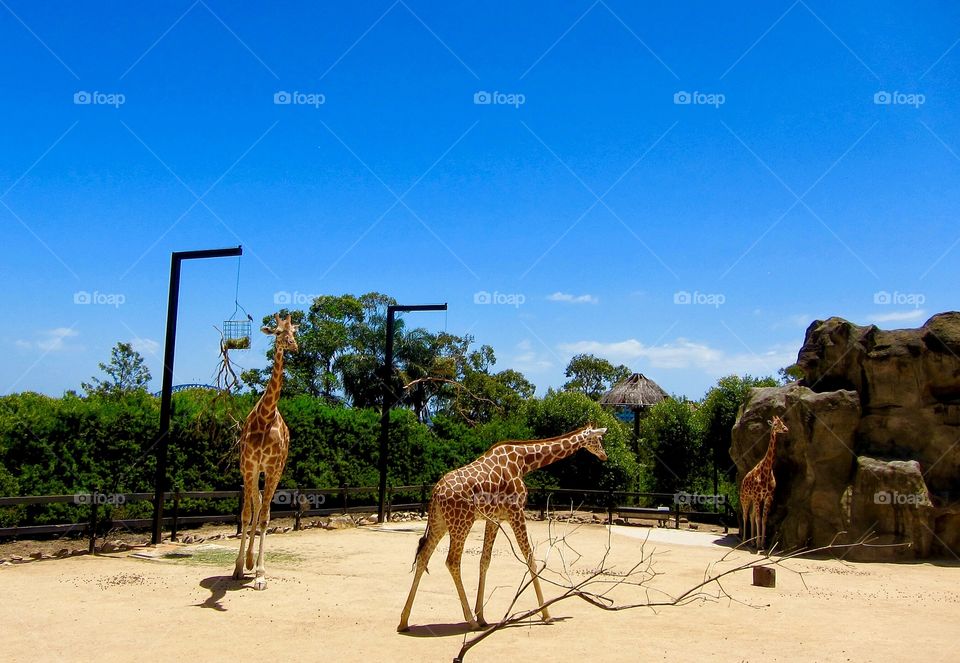 Giraffes at Taronga Zoo. Sydney, Australia