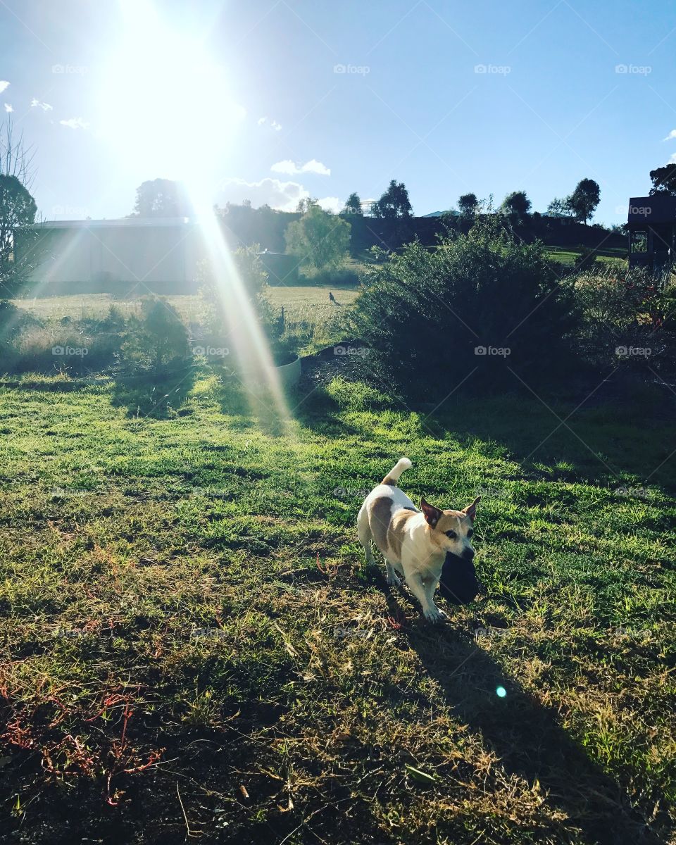 Jack Russell Playing 