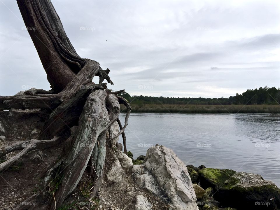 The Real Florida. Usually underwater but the st marks river is low. 