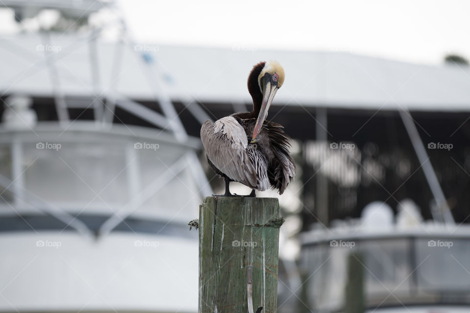 Bird, No Person, Nature, Wildlife, Outdoors