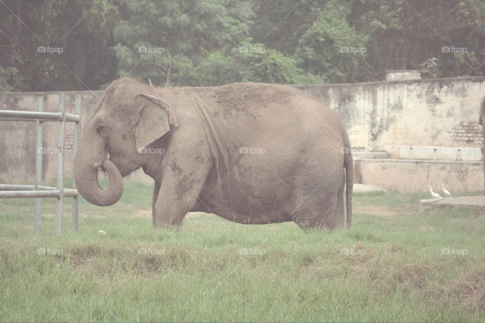 elephant