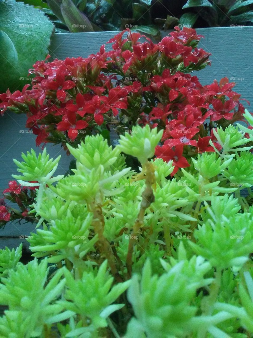 Greenhouse Display contrast color and texture.