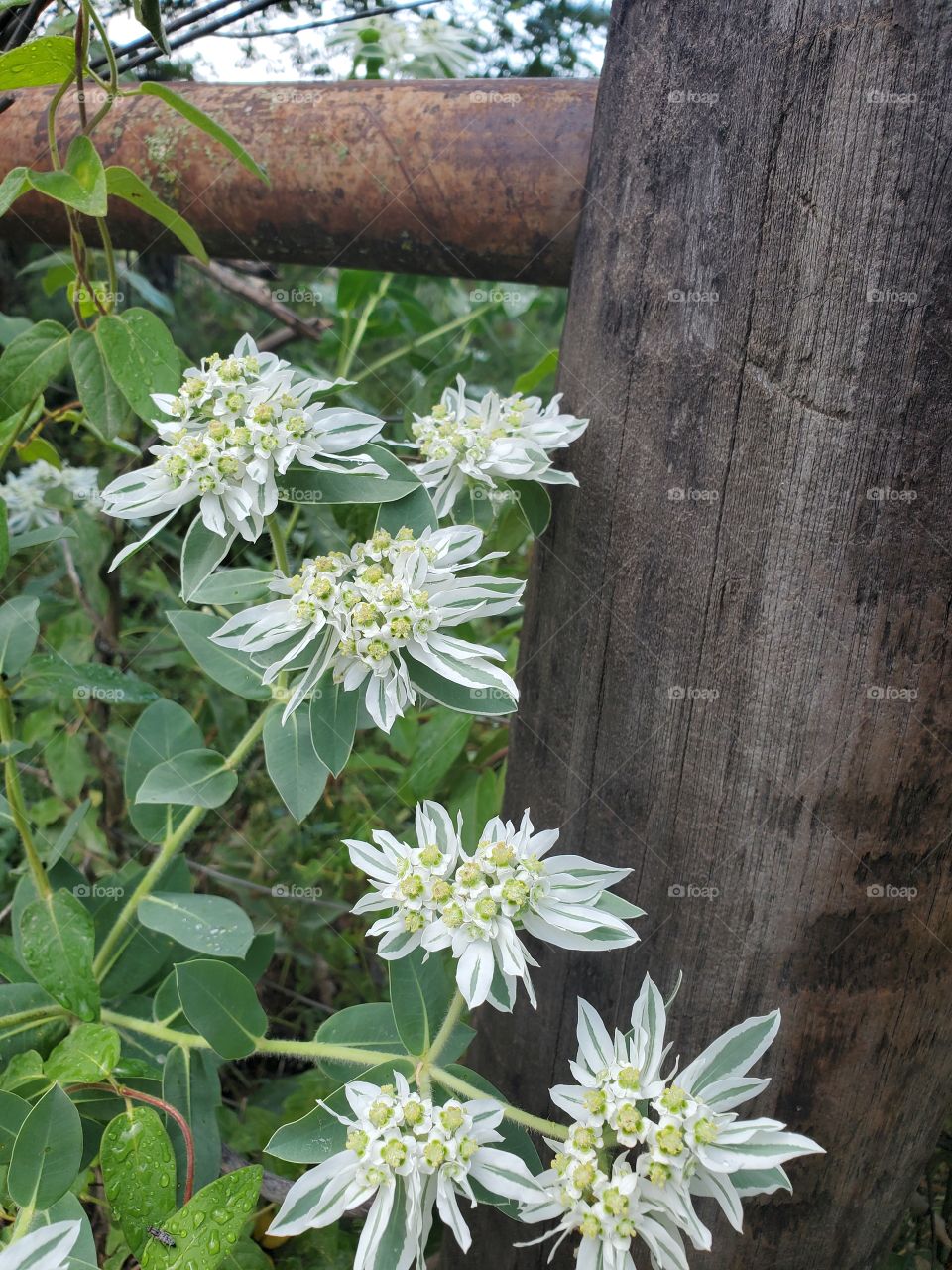 snow on the mountain