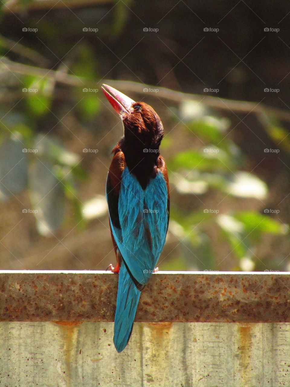 The white throated kingfisher (halcyon smyrnensis) also known as the white-breasted kingfisher.