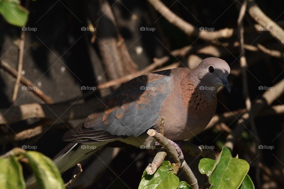 African Laughing dove sitting in the tree in the garden 