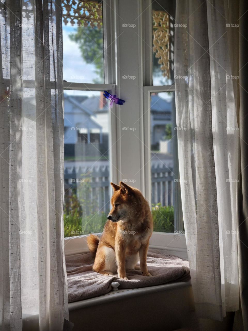 Shiba window