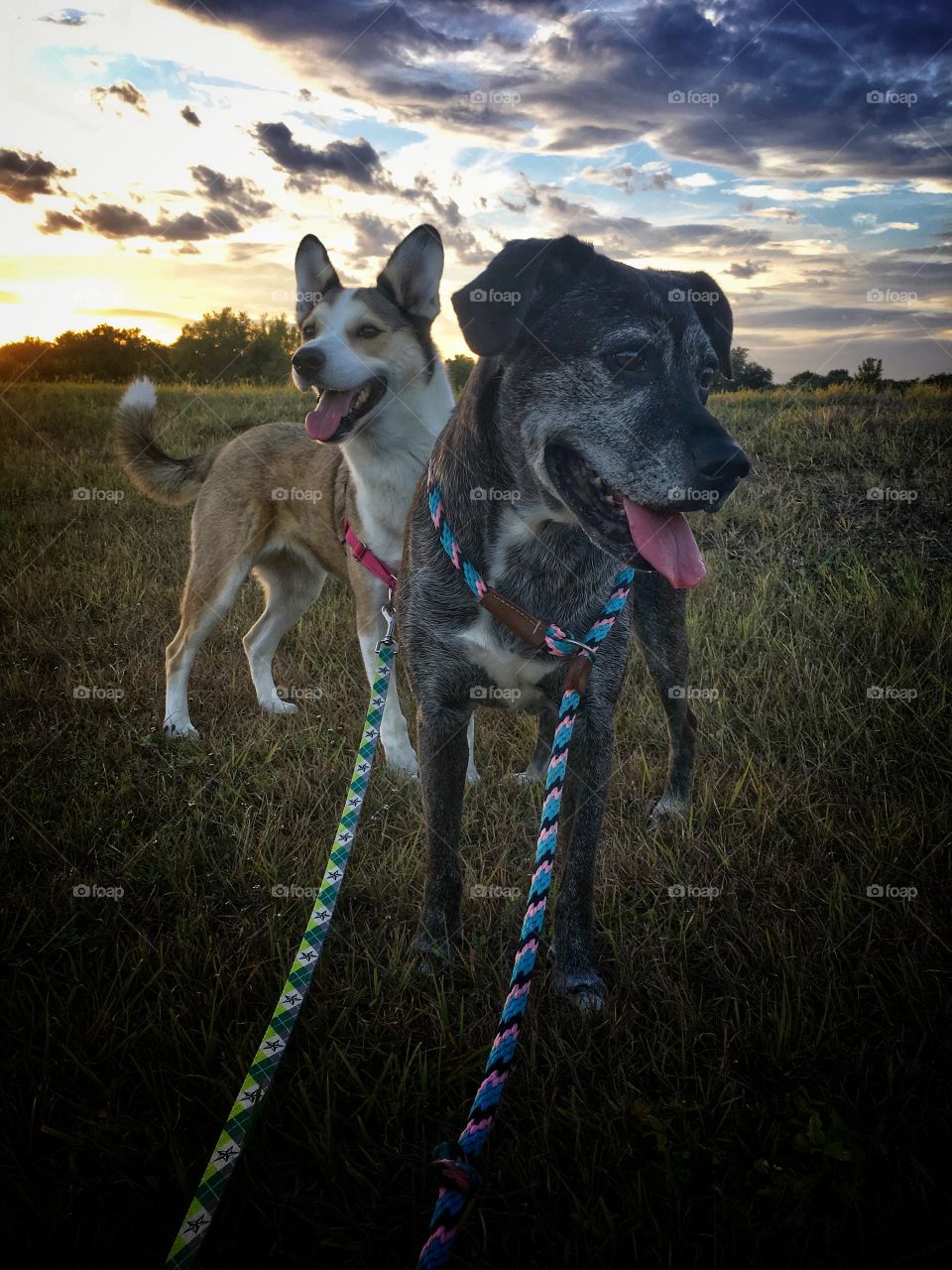 Sunset pups 