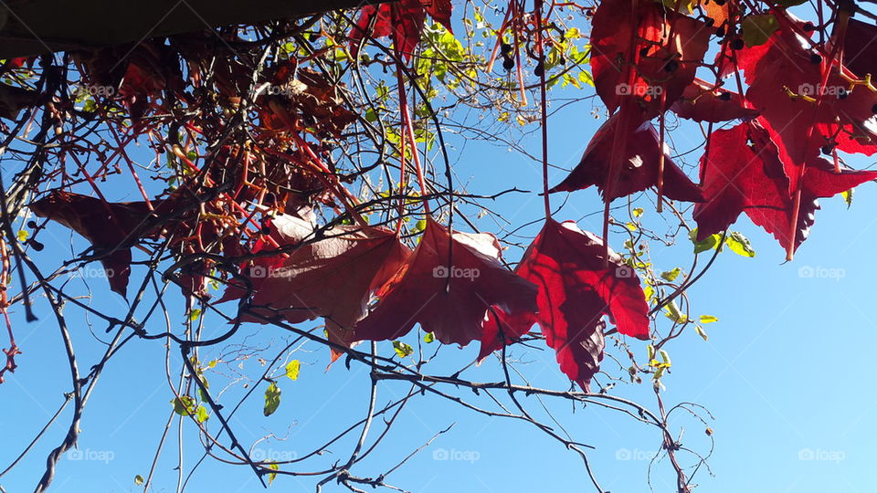 red leafs