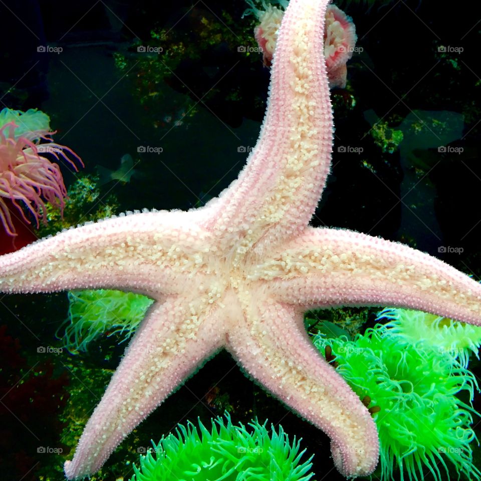 Starfish in the Lisboa Aquarium