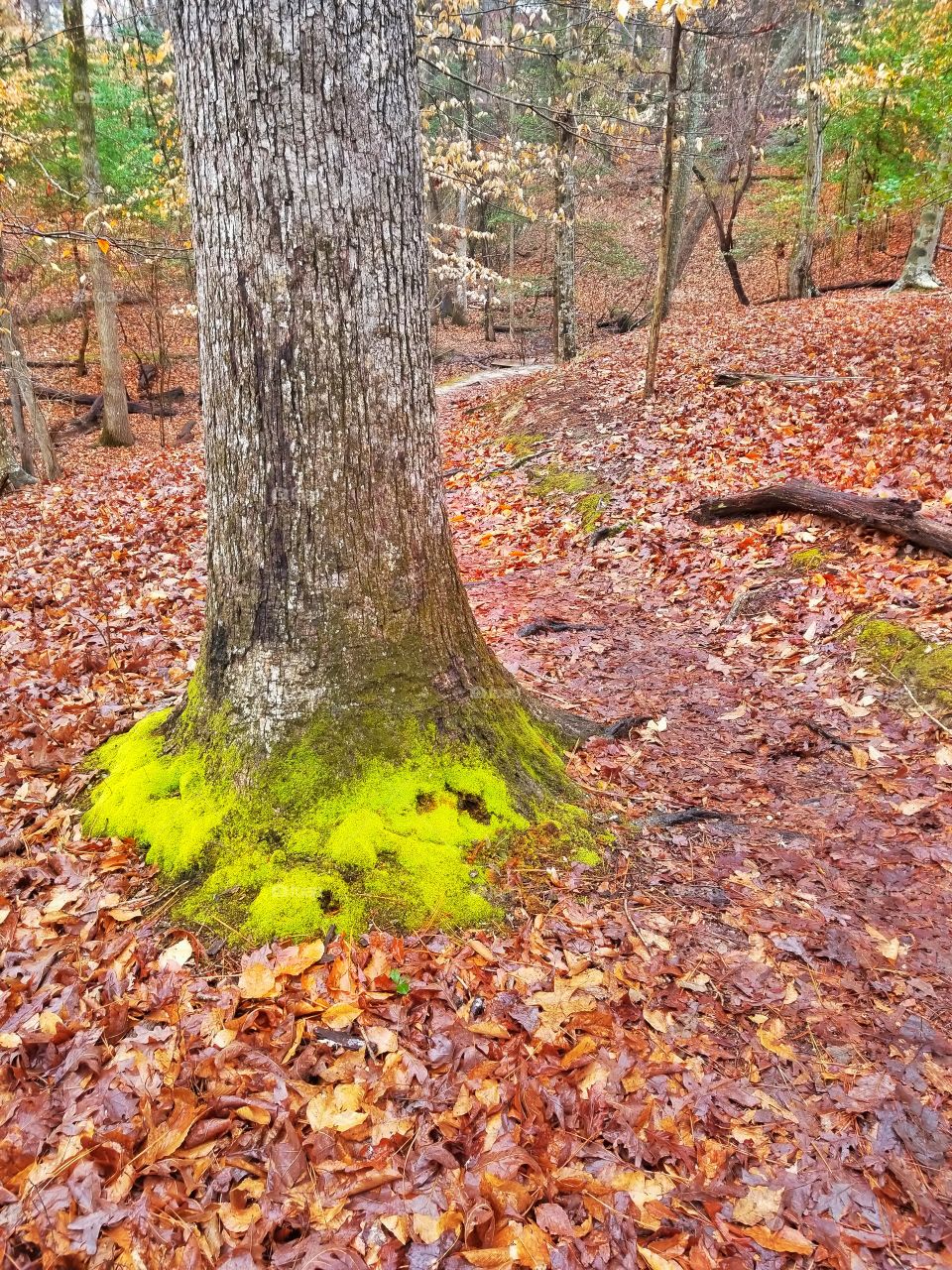 Mossy Tree