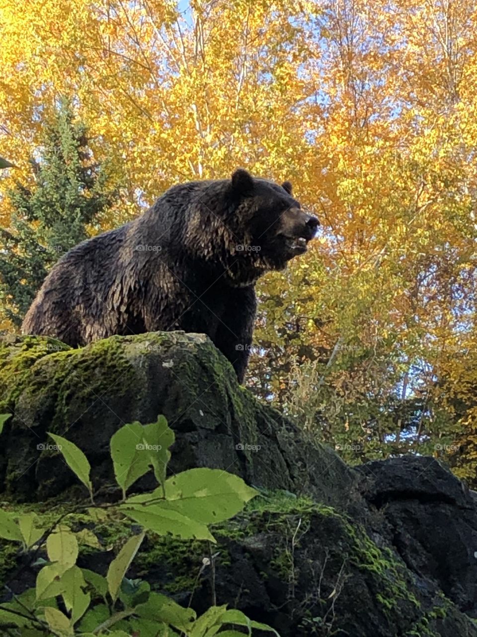 Bear atop a boulder 