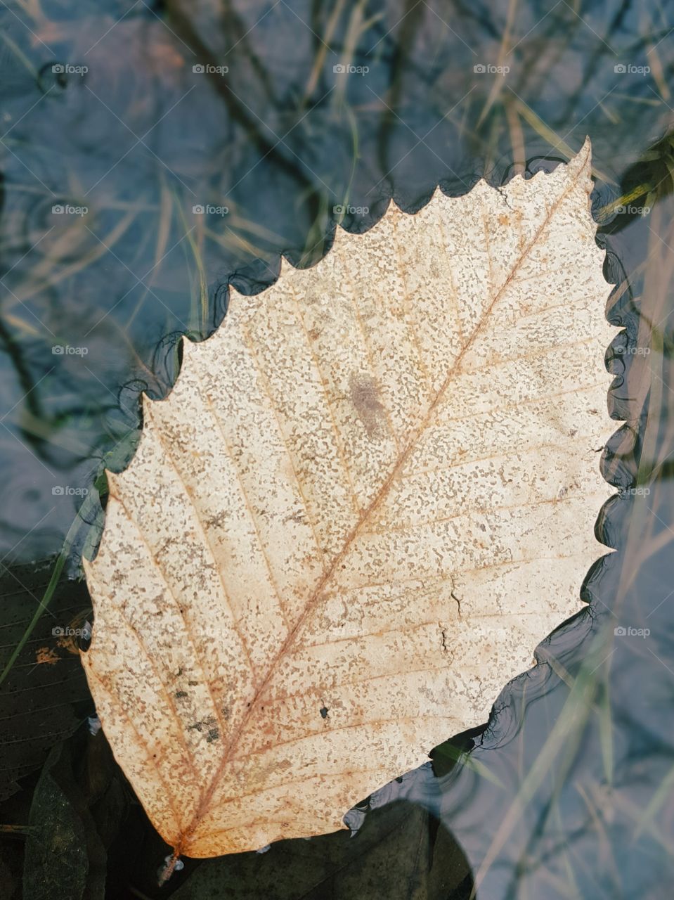 Leaf