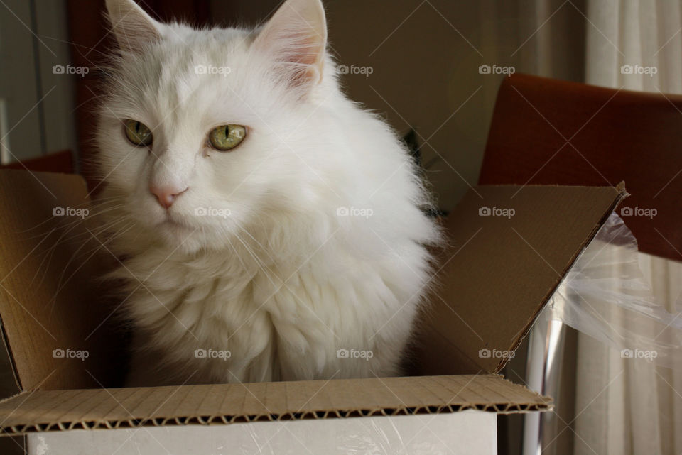 white chair cat cute by lenusik