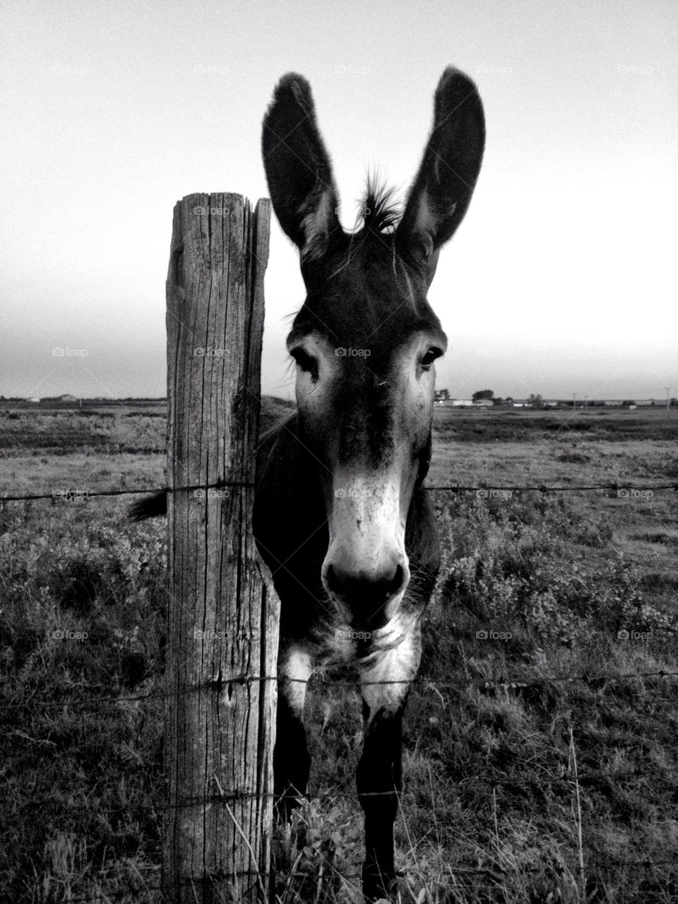 fence train post farm by stykellee