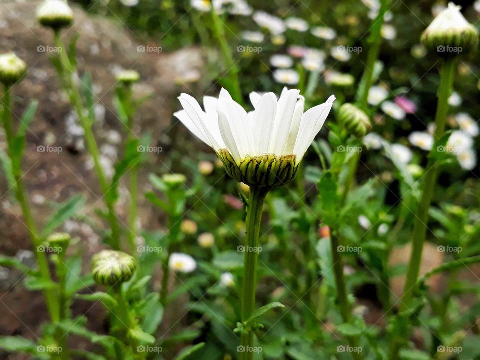 Spring time daisy