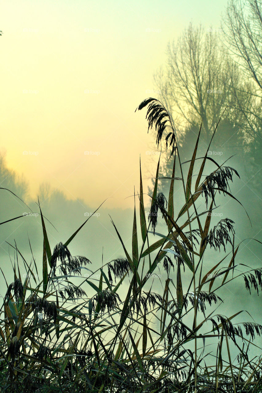 Early morning fog at the river