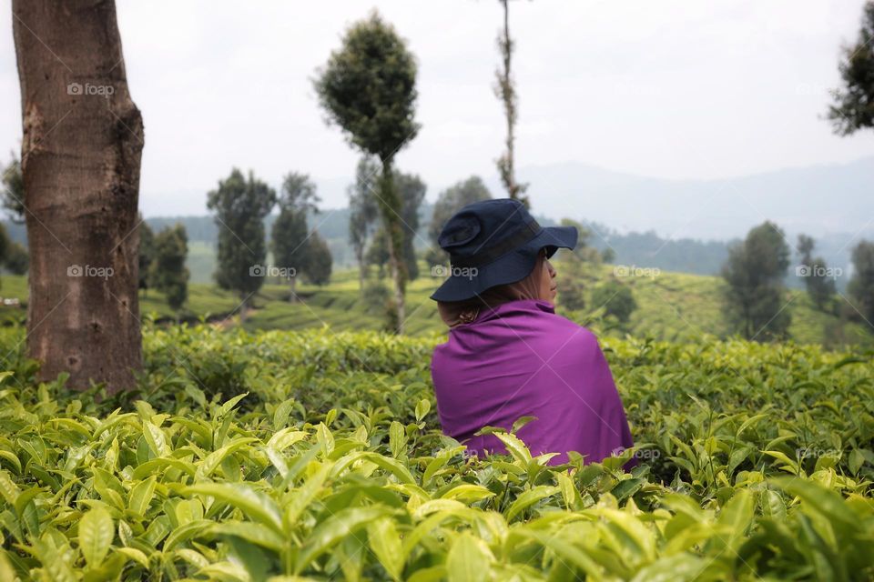 morning view in tea plantation