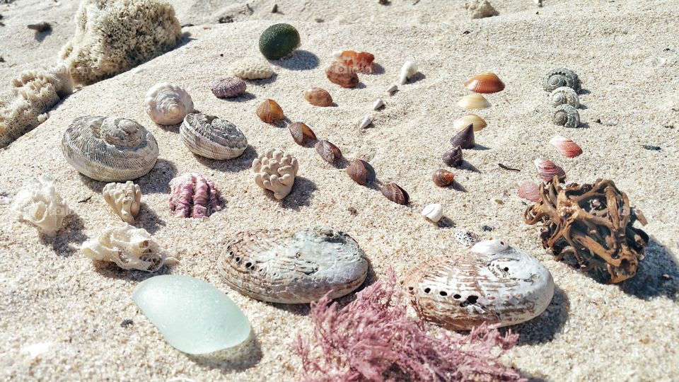 Different seashells arranged on beach