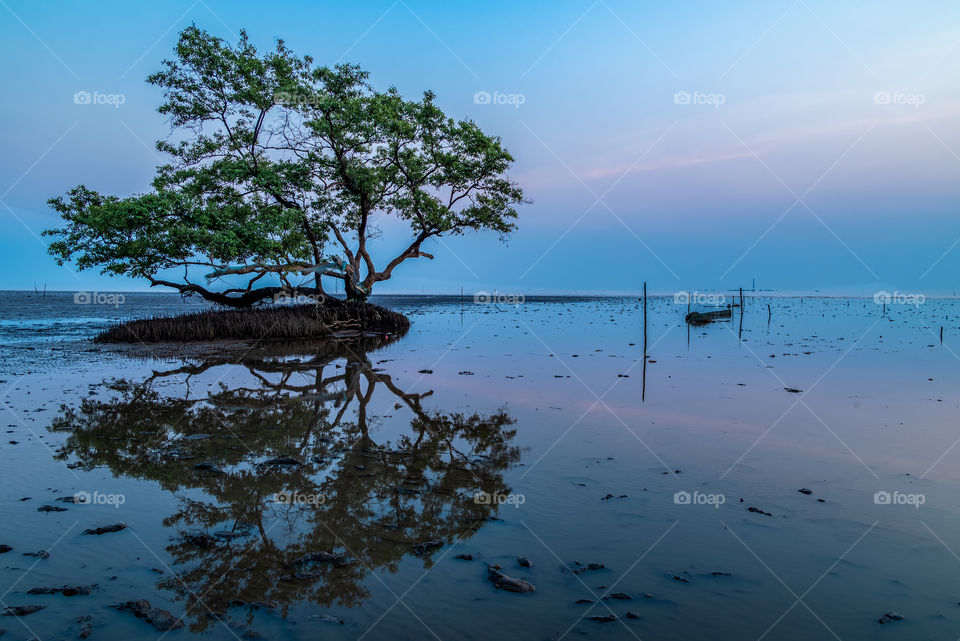 Beautiful twilight scene and tree background