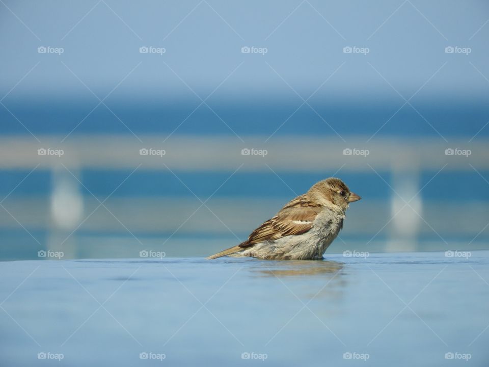 a sparrow bathes in a fountain