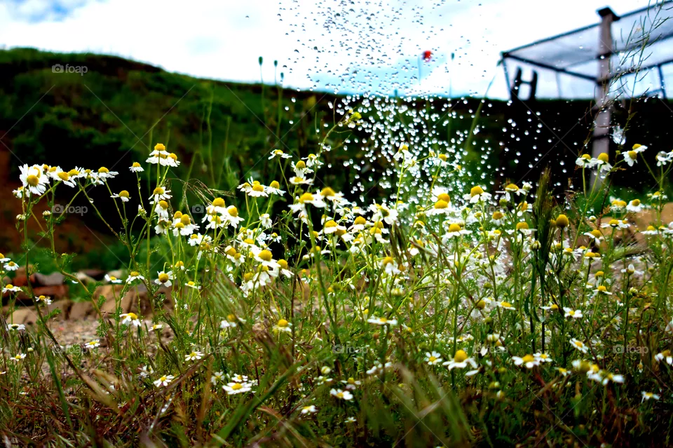 Watering chamomile in the garden from a watering can