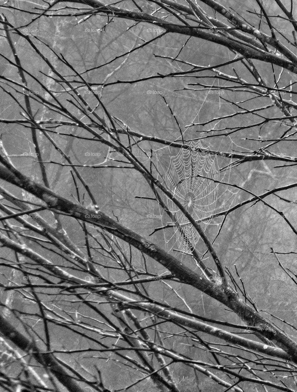 Spiderweb on bare tree