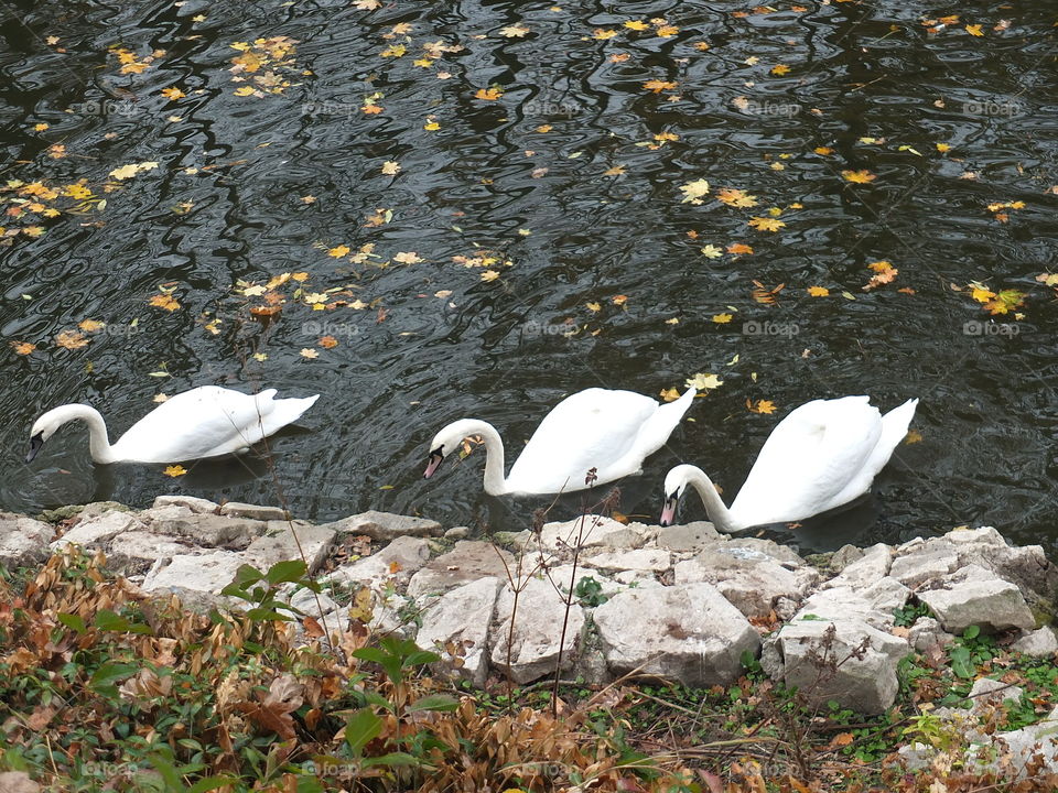 Three swans. Three swans floating on the lake.